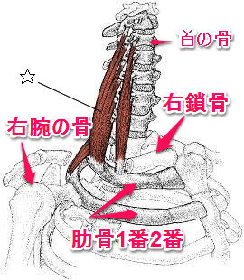 斜角筋説明