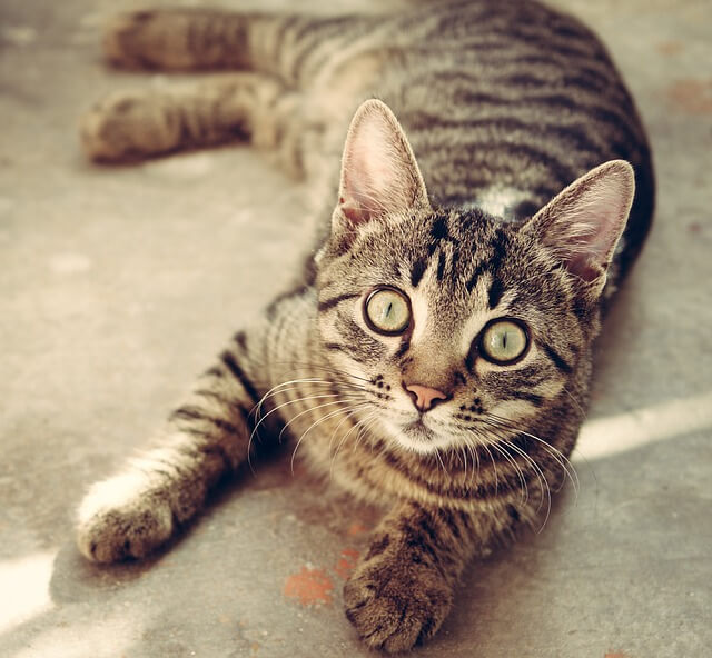 猫背