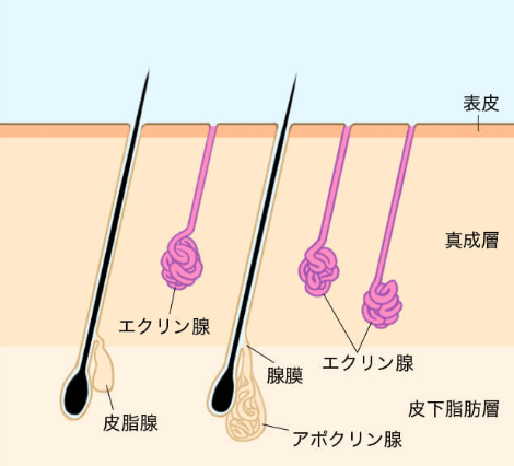 手汗対策で人気・話題のファリネ