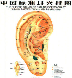 耳穴図