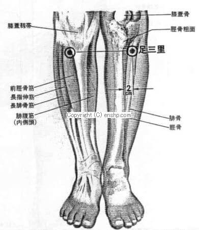 足三里穴