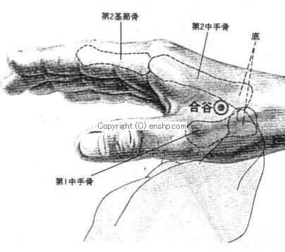 合谷穴