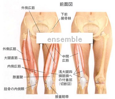 大腿四頭筋