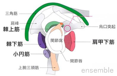 関節唇損傷