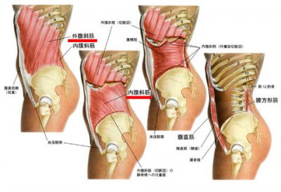 内腹斜筋　外腹斜筋