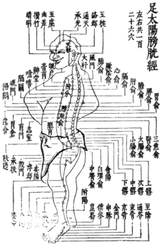 足太陽膀胱経