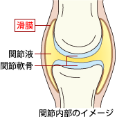 関節内部図　引用