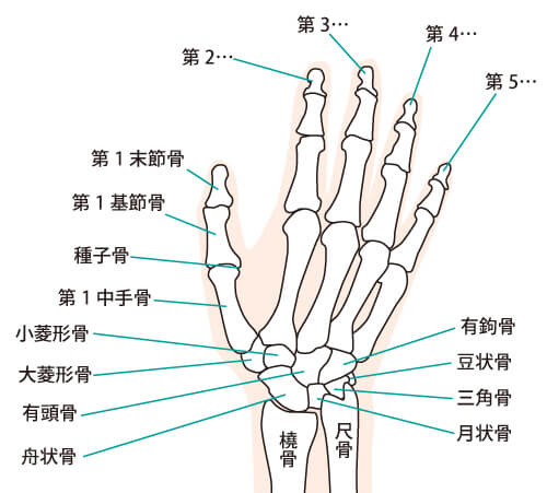指の関節から音を鳴らすと指が太るのですか?(関節のポキポキ音)治療家が解説