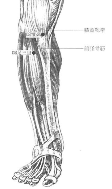 足三里解剖